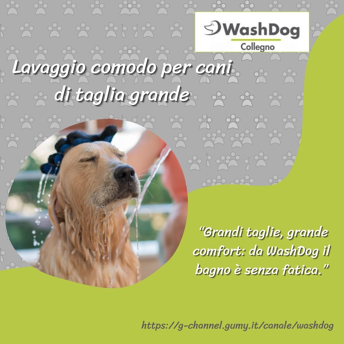 Lavaggio per i cani di taglia grande: la scelta intelligente da WashDog